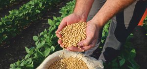 Read more about the article US-Singapore Venture Invests $100M to Strengthen Vietnam’s Soybean Industry